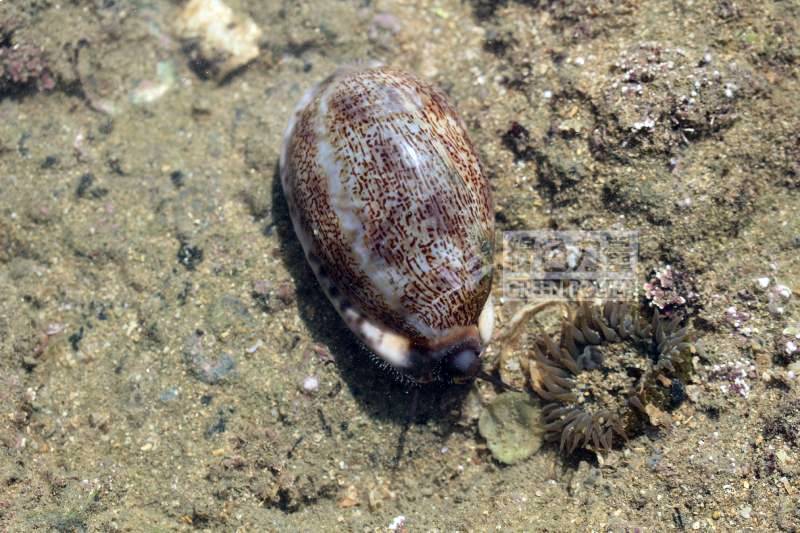 生物放大鏡| 海中貴寶— 寶螺
